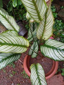 Calathea Ornata &#39;Pinstripe&#39; Plant