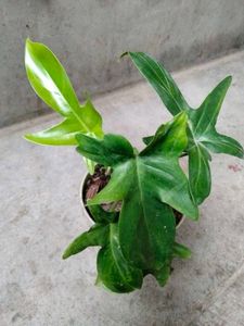 Mix Plants Combo Offer(5 Varities)