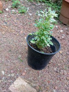 Variegated Aralia Plant