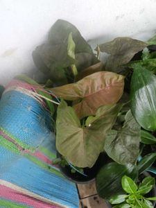3 Different Syngonium
