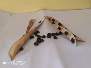 Clitoria Flower Plant Seeds