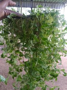 Turtle Vine Green Live Plant