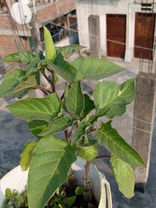 Dhatura Shankar Priye