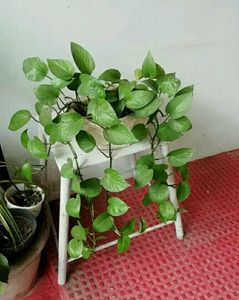 Evergreen Money Plant 🌵