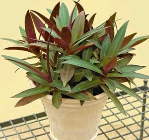 BUY ONE GET TWO Rhoeo Plant For Interior./outdoor