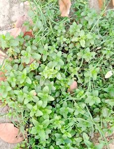 Plants Combo