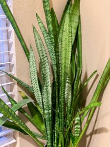 Snake Plant Combo Of 2