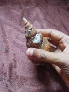 free delivery(largest True tulip shell