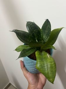 2live Snake Plants In Ceramic Pot