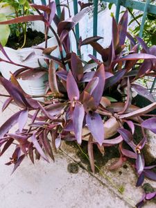 Purple Heart Plant