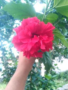Red Hibiscus Plant