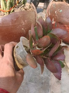 Cute Kalanchoe Plant