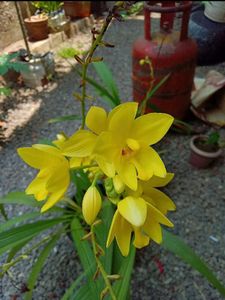 Yellow Ground Orchid🌼🌼🌼