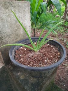 Aloe Vera Plant (3 Plants)