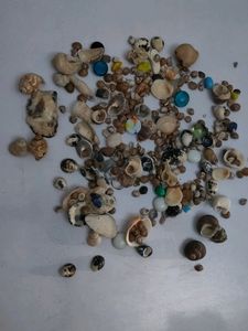 Sea Shells