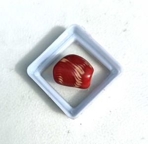 Real Red Coral
