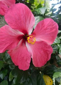 HYV Hibiscus Flower Plant Cutting (4 Cutting)