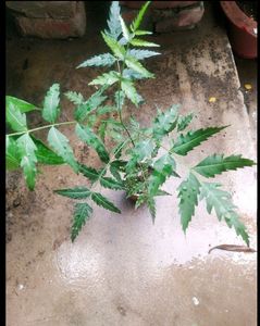 Neem Plant