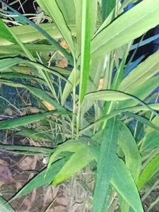 Elachi Plant (Cardamom)