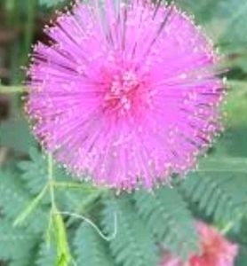 Touch Me Not Plant Seeds( A Pack Of 50)