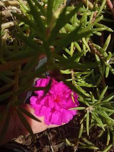 Portulaca Mixed Plant