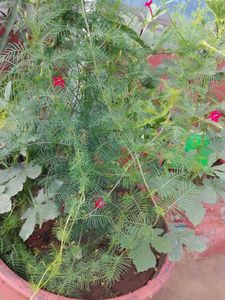 Rain Lily Plant And Red Velvet An Creeper Wine