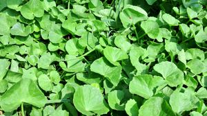 Centella asiatica (Brahmi Plant, Goti Kola, Memory Increase)