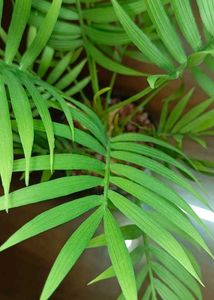 Areca Palm