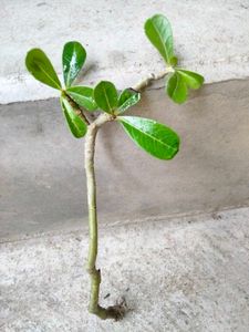 5 Sapling Of Adenuim Plants Combo