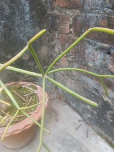 Both Combo Of Pencil Cactus And Stone Plant