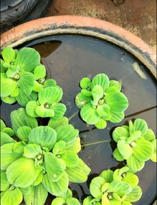 Water Plants 10