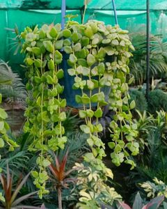 Tangled Heart Plant
