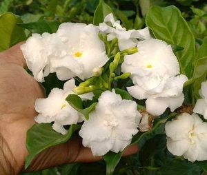 Gandharaj Flower Plant Pack Of 1