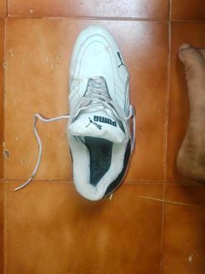 puma ferrari sf future cat shoes