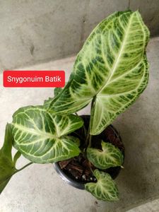 Mixed Indoor Plants