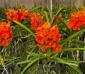 Orchid Flower Live Plant Pack Of 1
