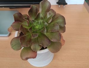 Irish rose succulent