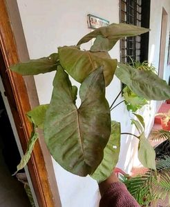 3 Set Mexican petunia/Arrohead/Moses In cardle