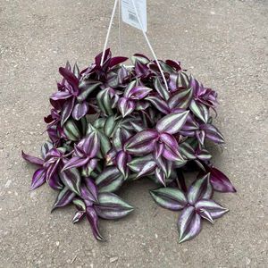 Purple-Green Wandering Jew (Tradescantia Zebrina)
