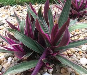 BUY ONE GET TWO Rhoeo Plant For Interior./outdoor