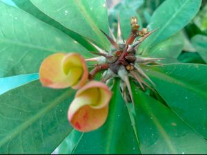 Euphorbia Milii