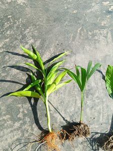 Alovera Areca Palm Lucky Bamboo Peace Lily
