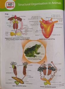NCERT at Your Fingertips for NEET By MTG