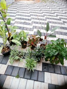 10 Live Root Plants