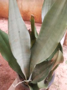 Moonshine Snake Plant With Root