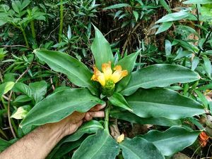 Insulin Plant - Remedy For Blood Sugar