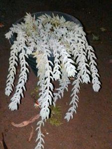 donkey tail