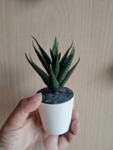 Artificial Succulent✨