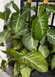 live plants for sale syngonium