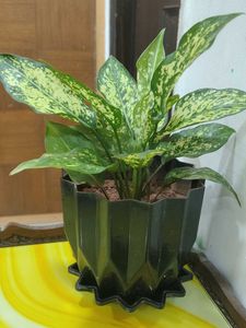Indoor Plant in Black Pot